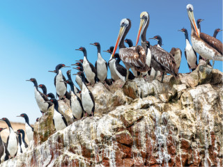 Afbeelding voor Ballestas eilanden Peru