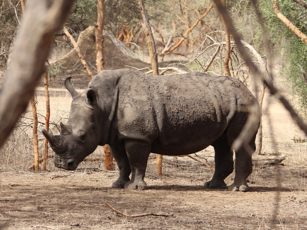 Neushoorn in Bandia