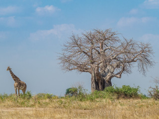 Afbeelding voor Ruaha Nationaal Park in Tanzania
