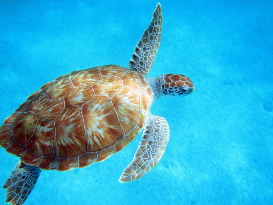 Snorkelen Barbados