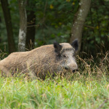 Afbeelding voor Dieren in de Ardennen