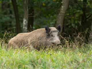 Afbeelding voor Dieren in de Ardennen