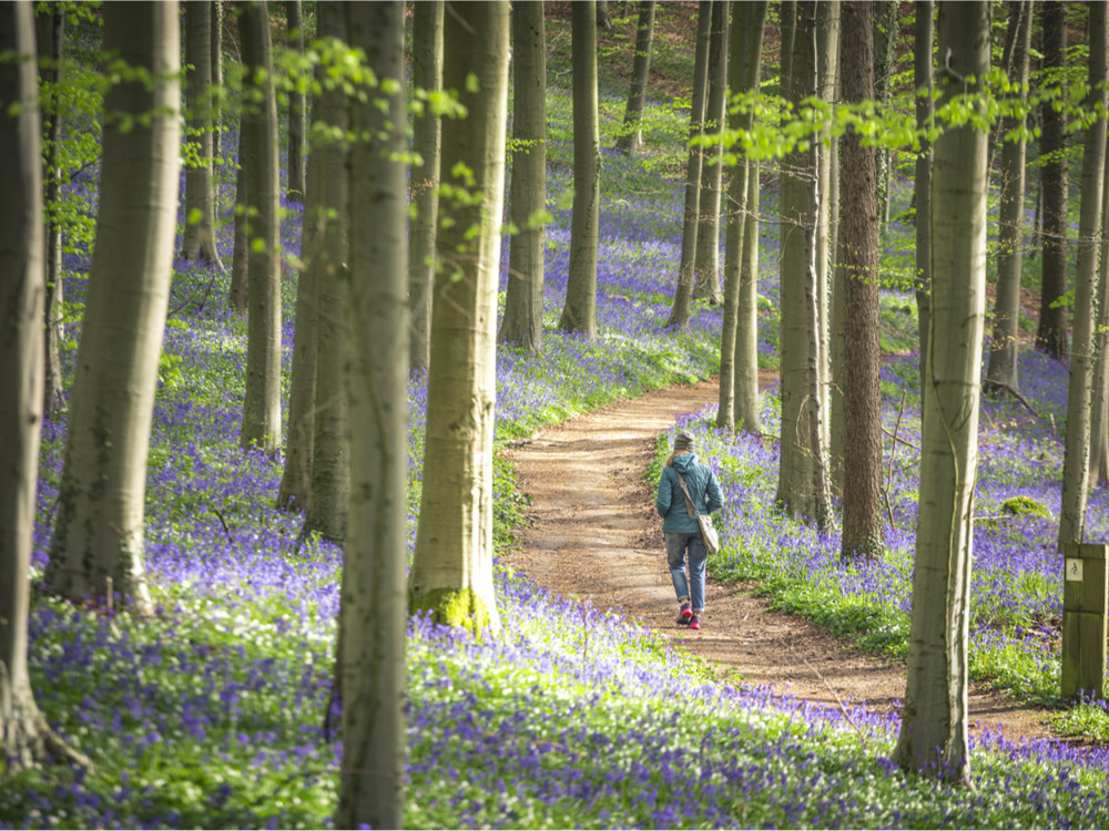 Hallerbos