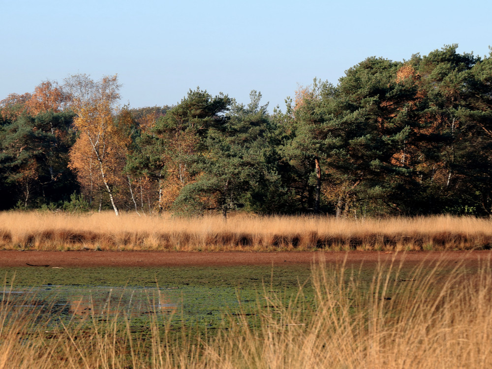 Kalmthoutse Heide