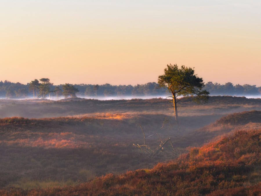 Natuur Kalmthout