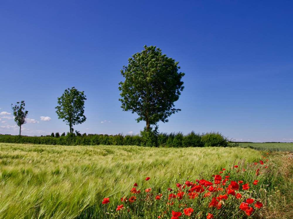 Natuur in Haspengouw