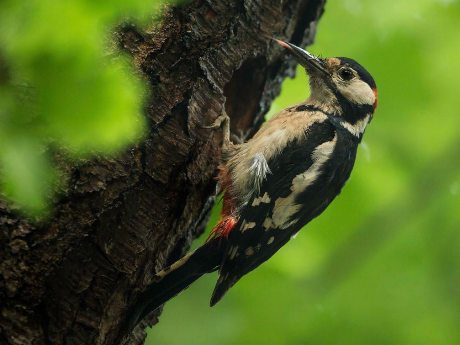 Natuurgebieden Antwerpen