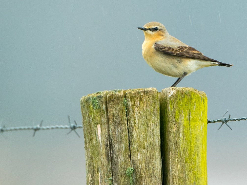 Vogels Nederland