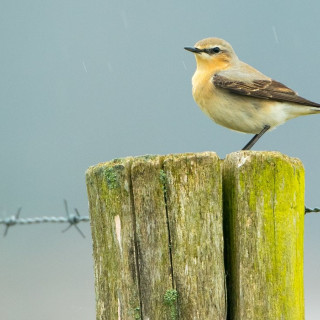 Afbeelding voor Vogels in Nederland