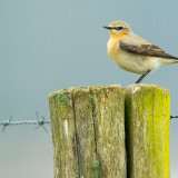 Afbeelding voor Vogels in Nederland