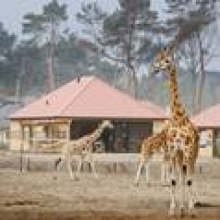 Afbeelding voor Beekse Bergen - Safari Resort