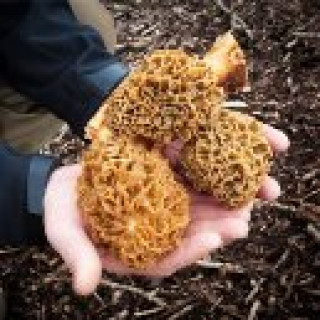 Afbeelding voor Belevenissen.nl - Workshop Eetbare Paddenstoelen