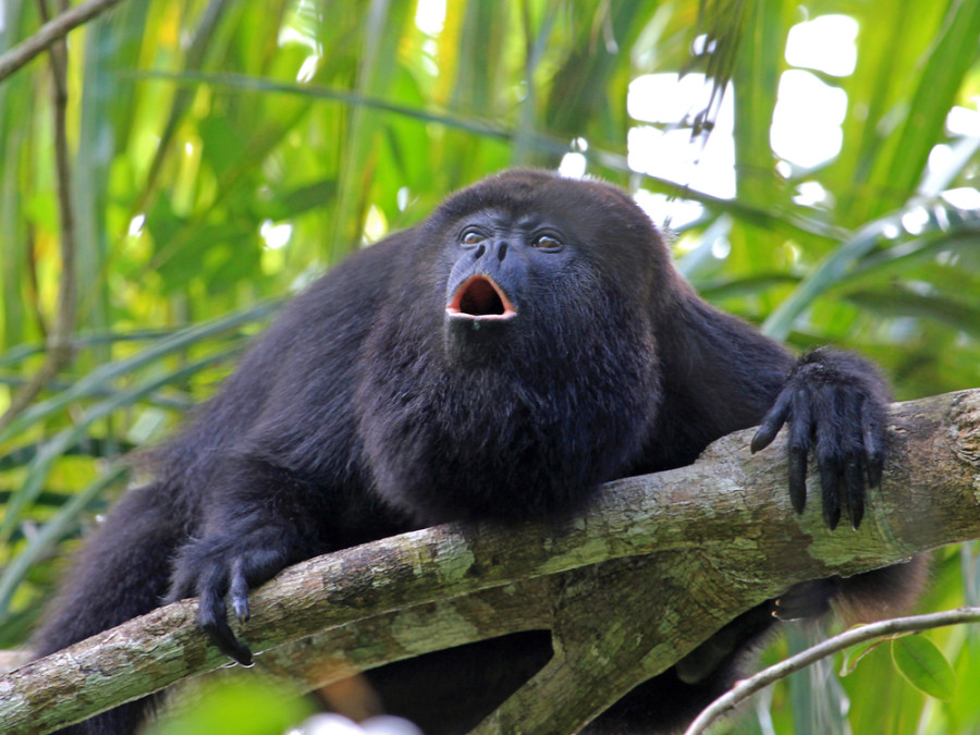 Dieren in Belize