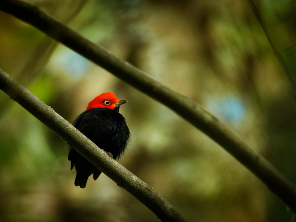 Geelbroekmanakin