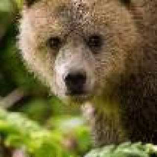 Afbeelding voor Askja Reizen - Canada of Alaska