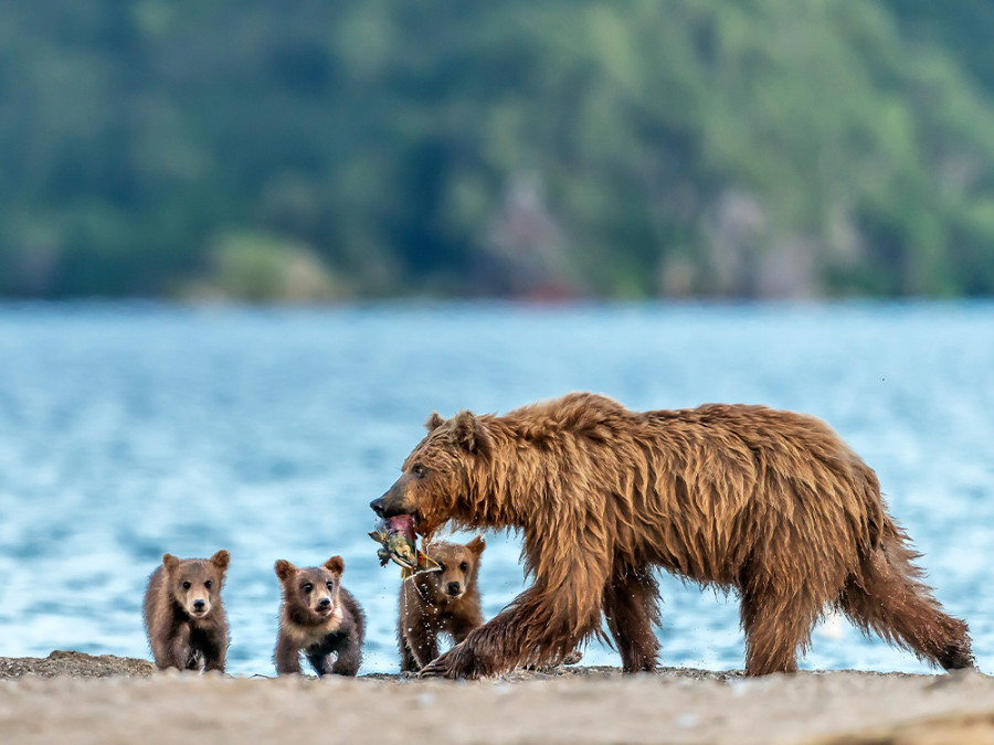 Beren in Kamchatka