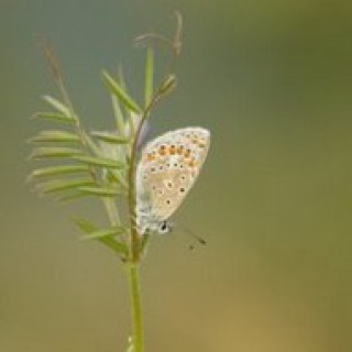 Afbeelding voor Goldcrest Nature Tours