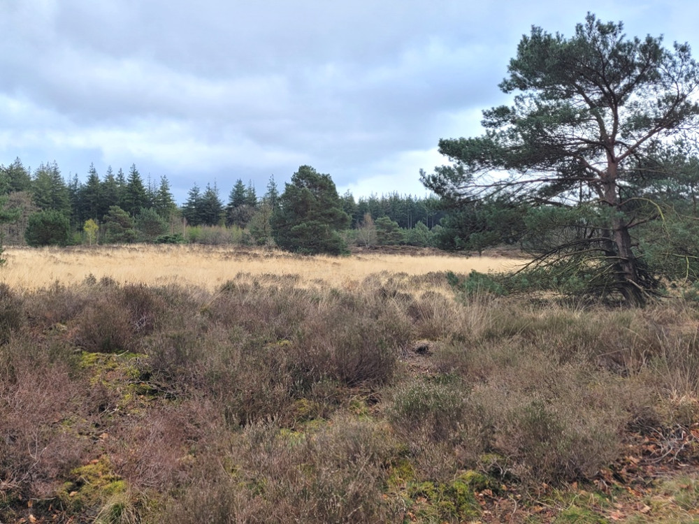 Boswachterij Garderen