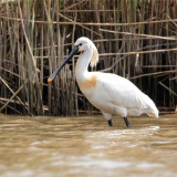 Afbeelding voor Biesbosch