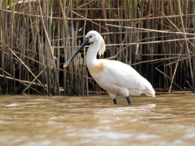 Afbeelding bij Biesbosch