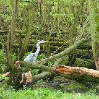 Afbeelding voor Avontuur Dichtbij - Trektocht in de Biesbosch