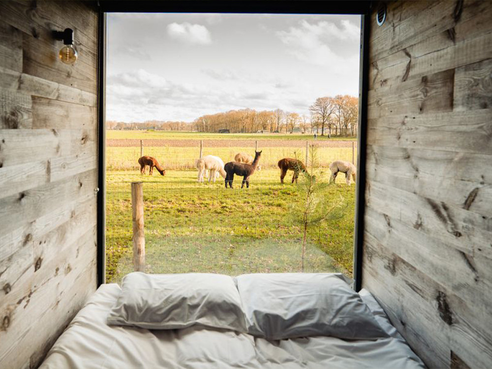 Tiny house met uitzicht op alpaca's