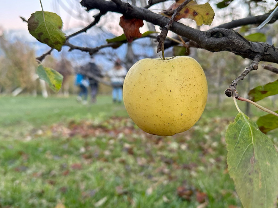 Appelteelt