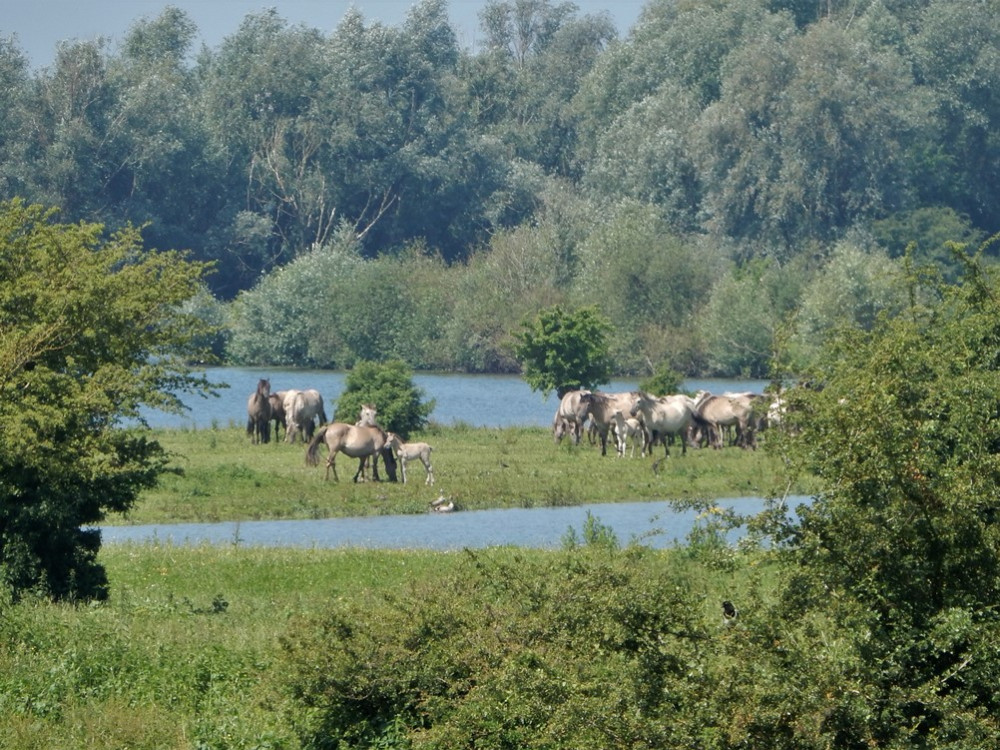 Koniks in de Blauwe Kamer