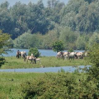 Afbeelding voor De Blauwe Kamer