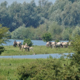 Afbeelding voor De Blauwe Kamer