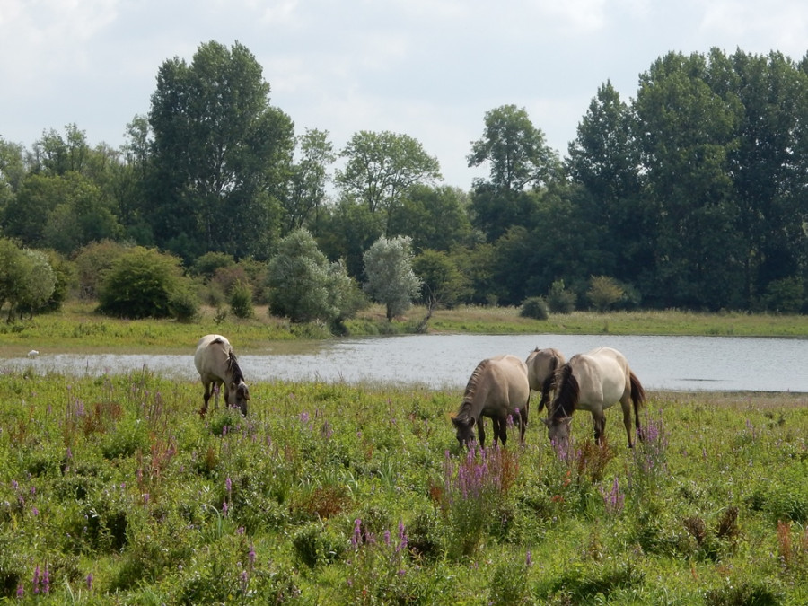 Vogels spotten Blauwe Kamer