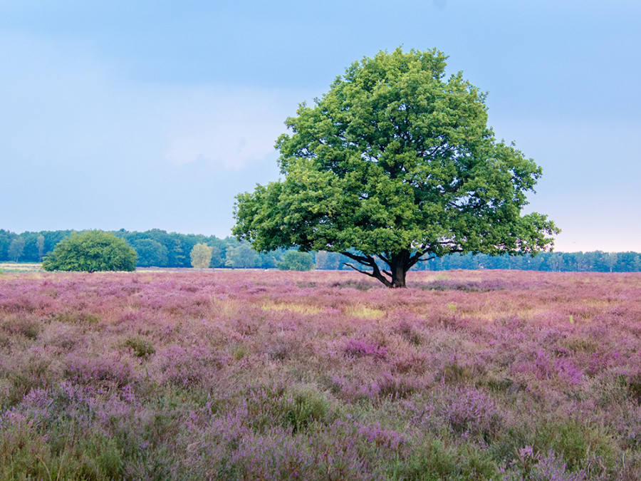 Bloeiende heide 't Gooi