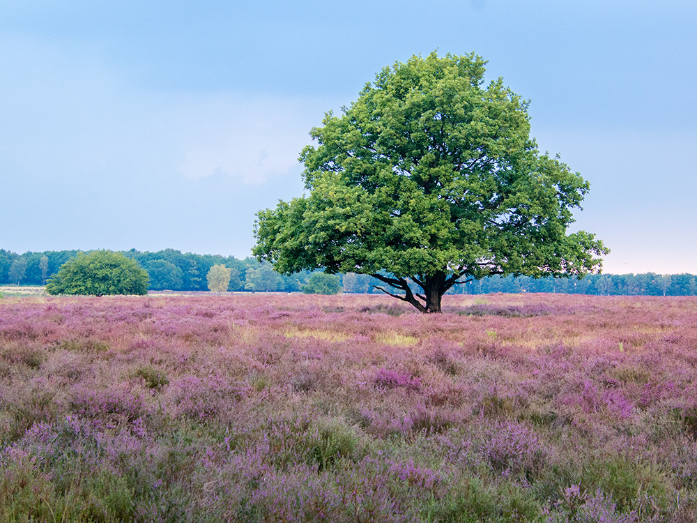 Bloeiende Westerheide