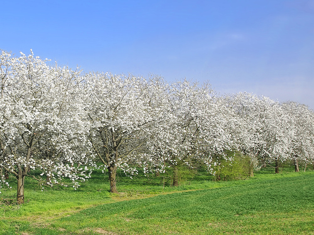 Bloesem in de Betuwe