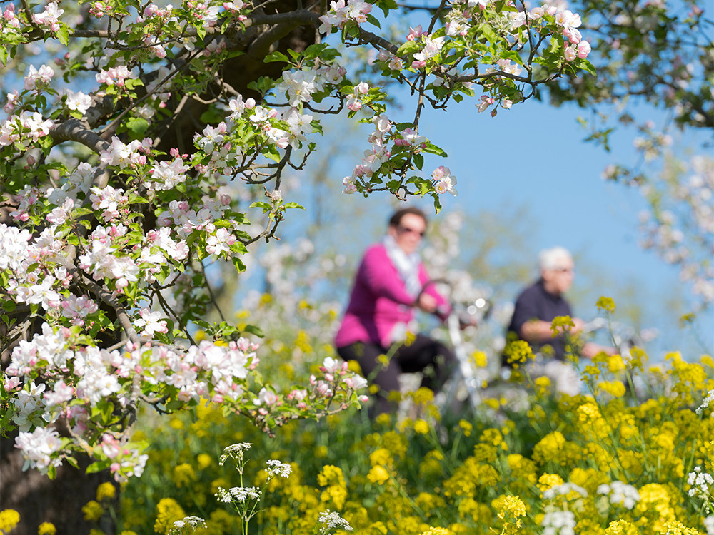 Bloesem fietstocht