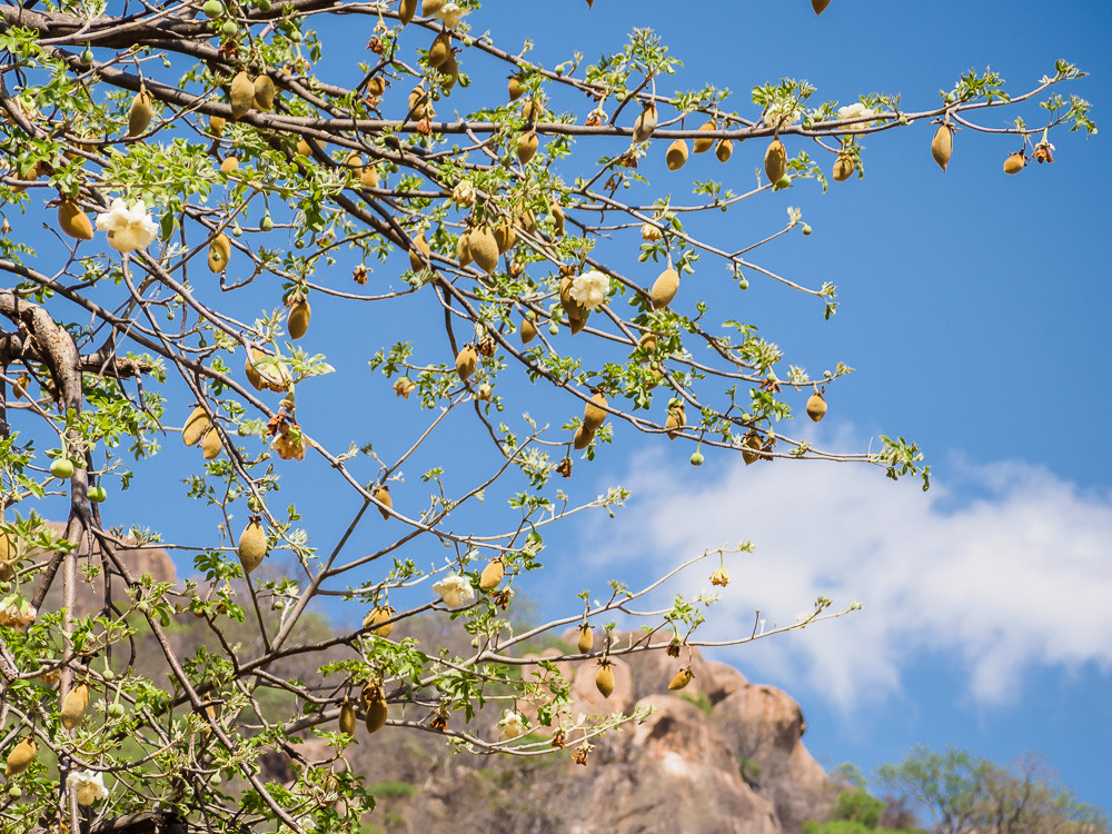 Baobabbloesem