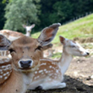 Afbeelding voor Booking.com - Boerderij in de Alpen