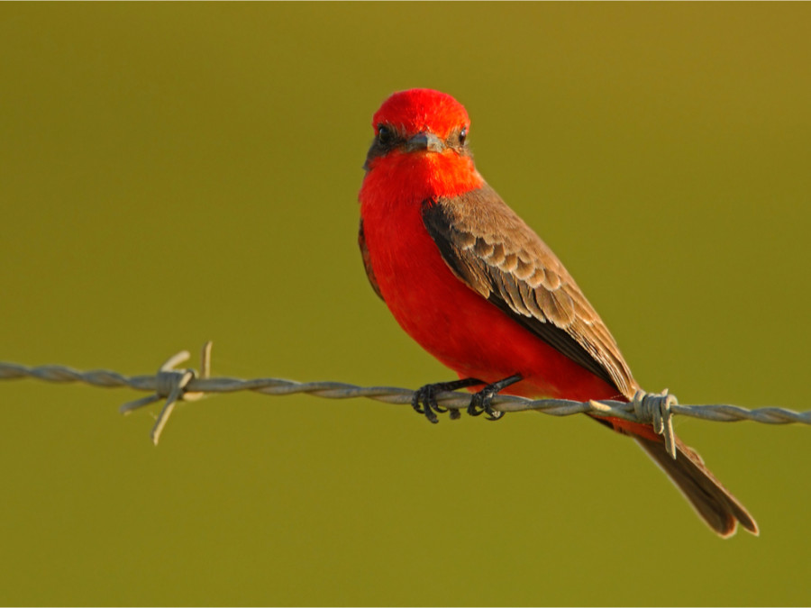 Vogelgebieden in Bolivia