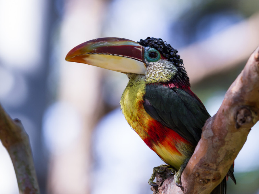 Vogelsoorten Bolivia