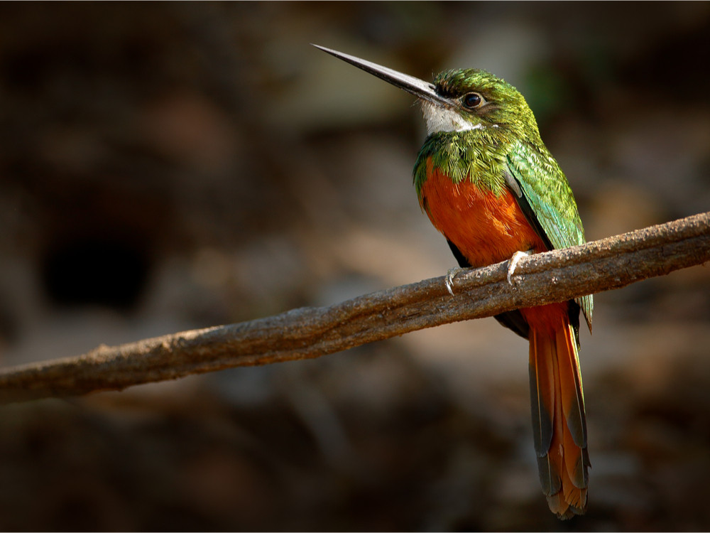 Roodstaartglansvogel