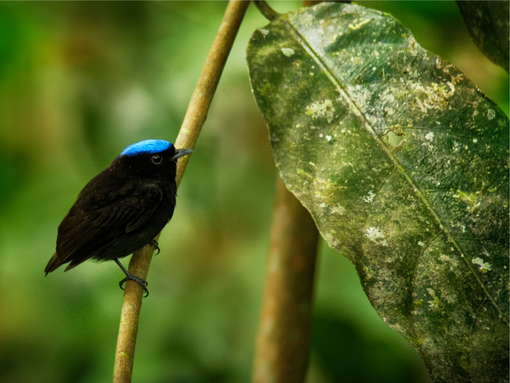 Blauwkruinmanakin