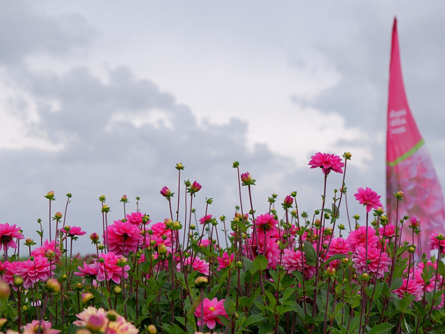 Dahlia Festival