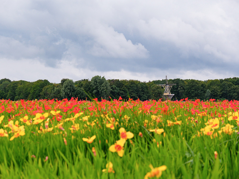 Zomerbloemen in de Bollenstreek