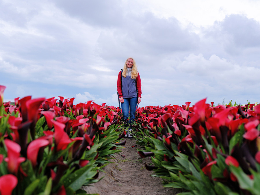 Zomerbloemen Bollenstreek