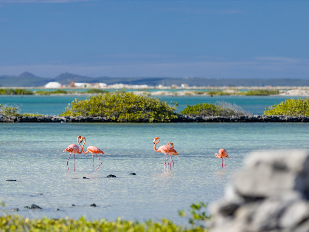 Natuur Bonaire