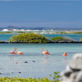 Afbeelding voor Bonaire