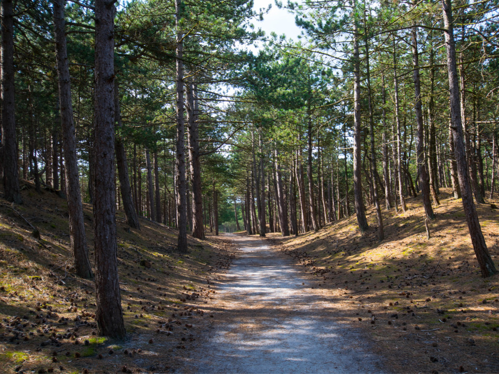 Dennenbos in de Duinen van Schoorl