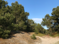 Bos en duinen