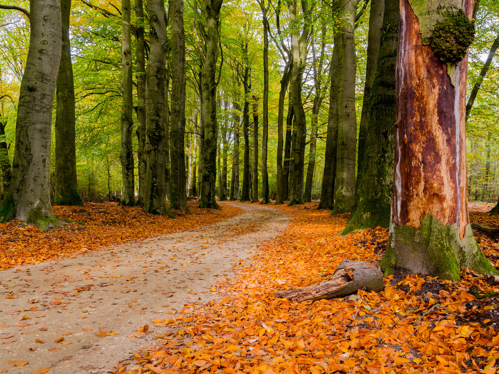 mooie-plekken-kootwijkerzand-wandelen-bij-radio-kootwijk