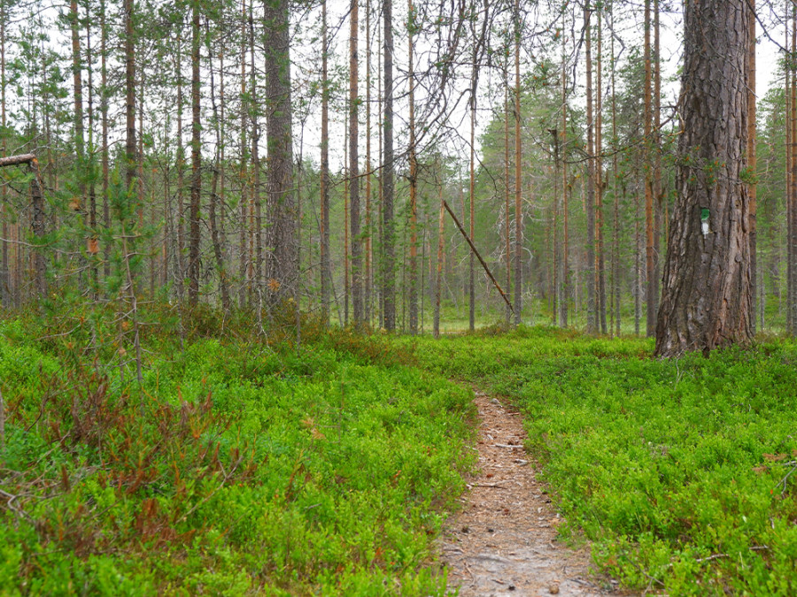 Bossen in Taivalkoski Bossen in Taivalkoski